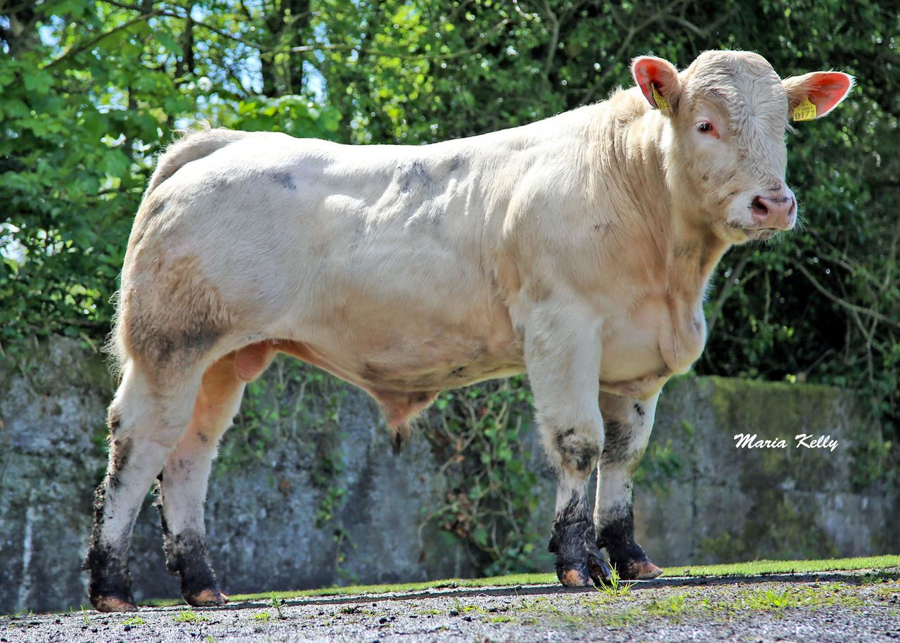 Pics - ICBF to sell 9 elite Gene Ireland Bulls (€2,500 reserve)