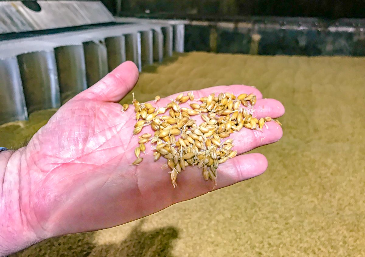 Opinion: Boortmalt should meet with IFA
