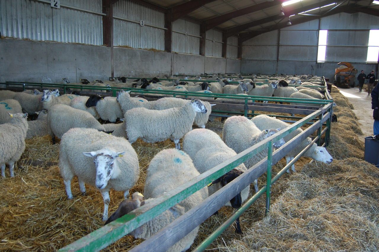 Ban on Irish sheepmeat lifted by Saudi Arabia