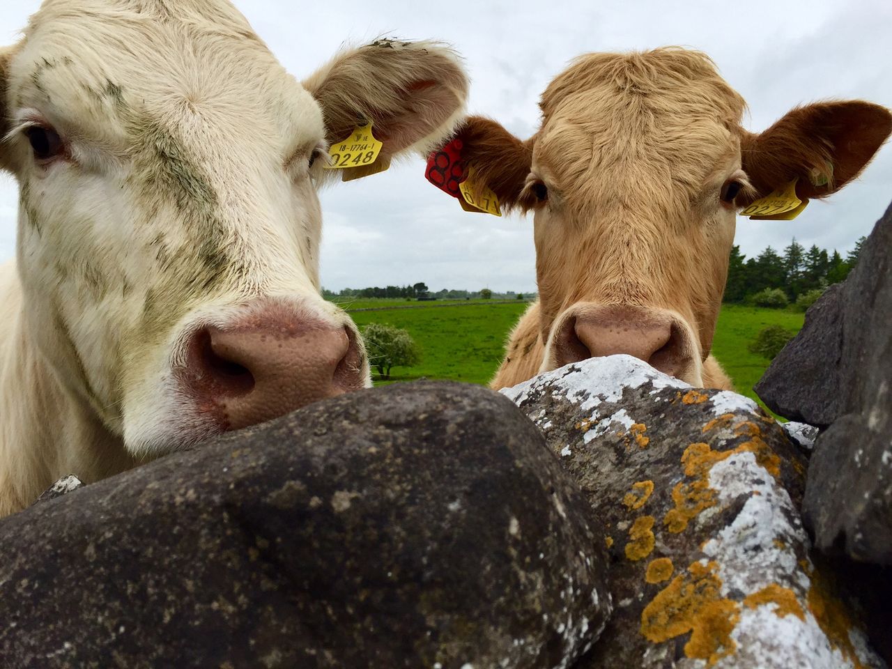 Strong demand and tight supplies good news for cattle prices