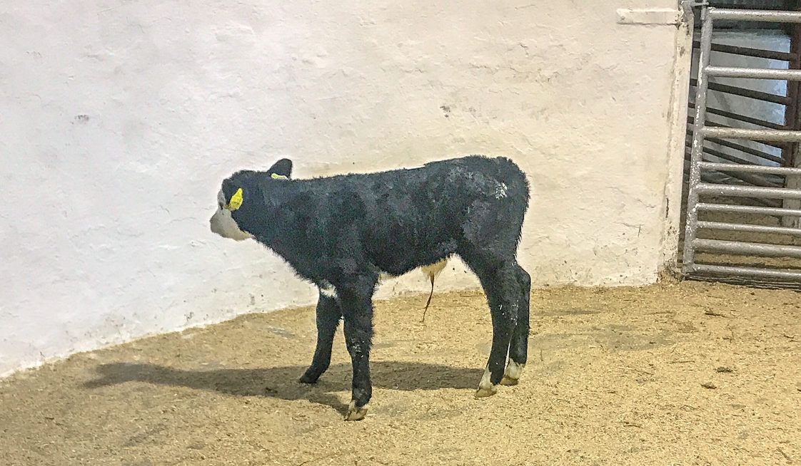 Calf trade: Solid demand for beef calves seems to continue