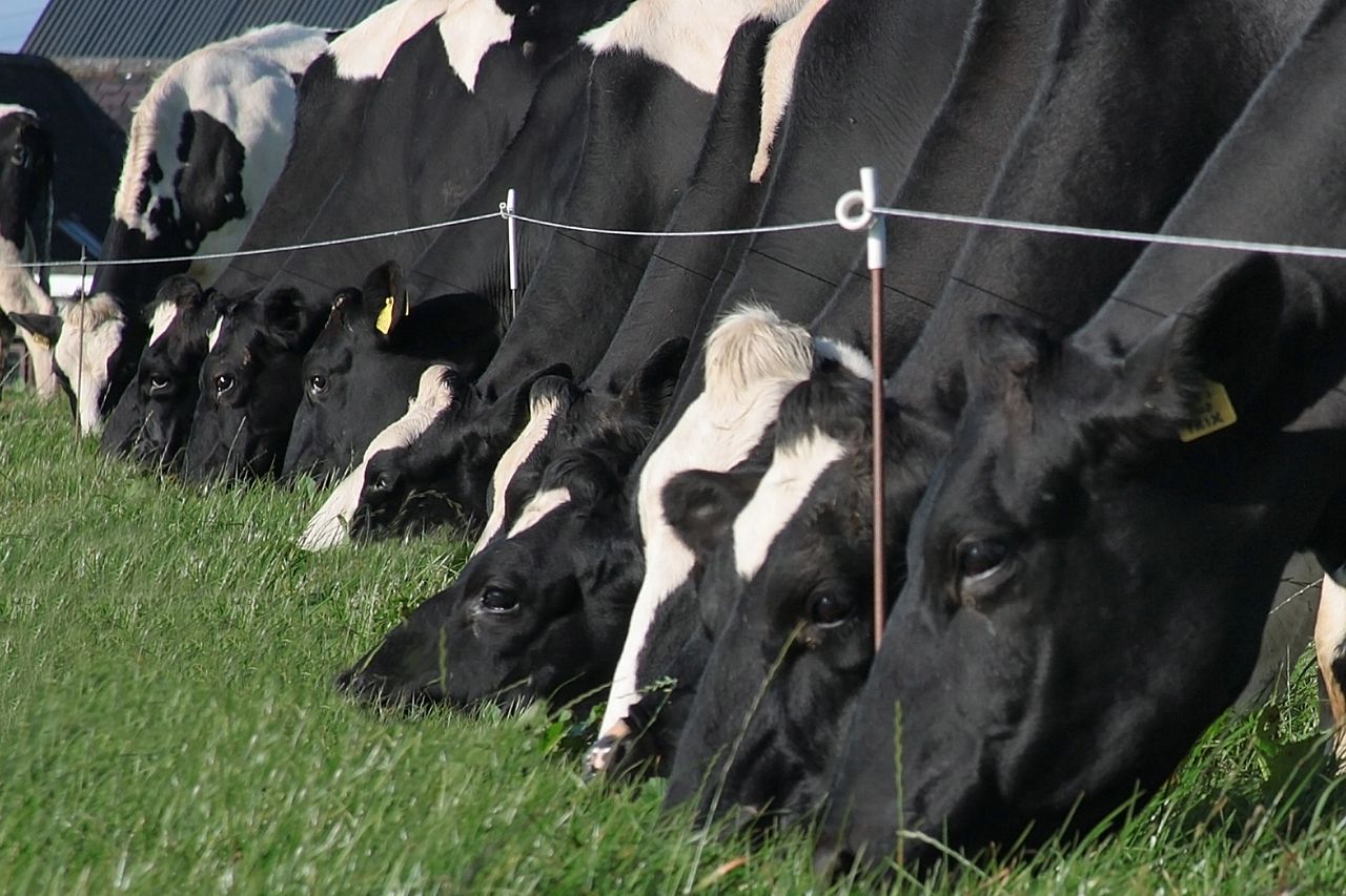Ornua: Global milk collections increased by 1.7% in May