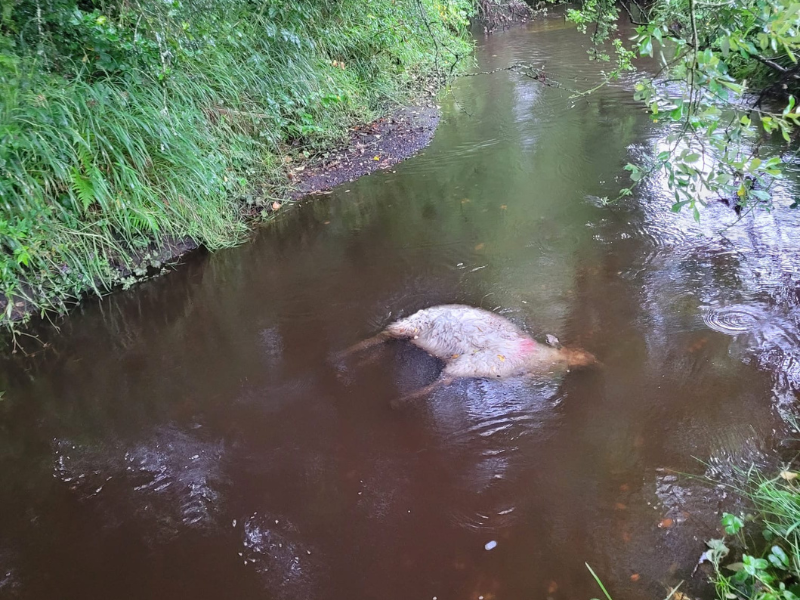 Graphic video: Farmer shares 'long-term worry' of dog attacks on sheep