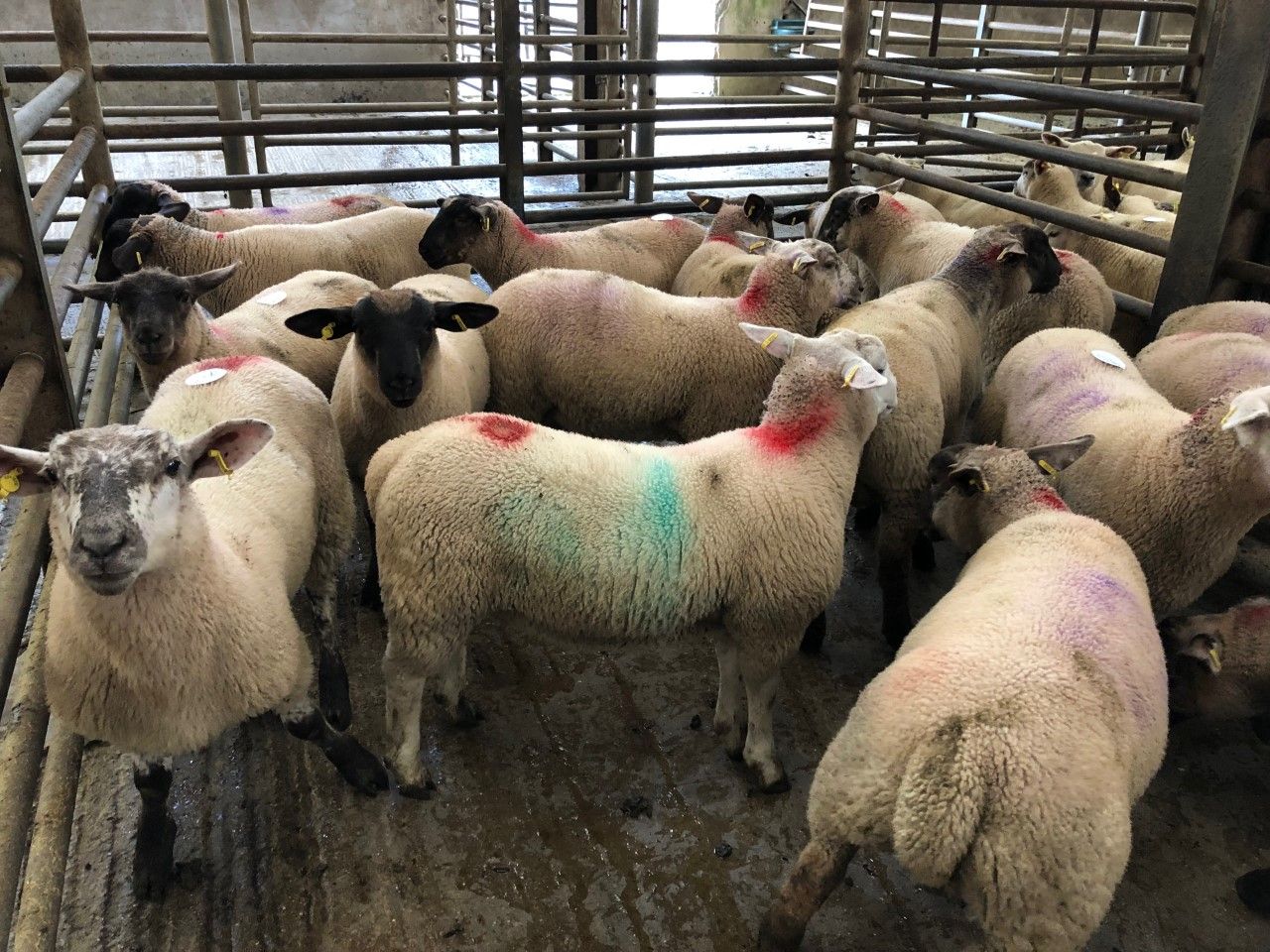 Sheep trade update: 'Tight supplies' see lamb prices move in the right direction