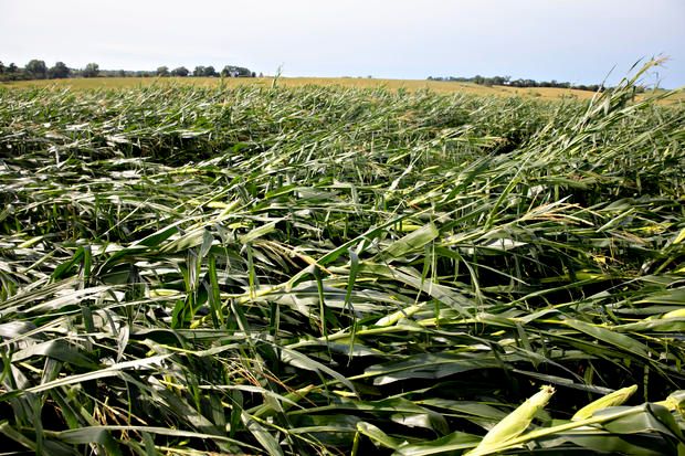 Winds topple US corn crops