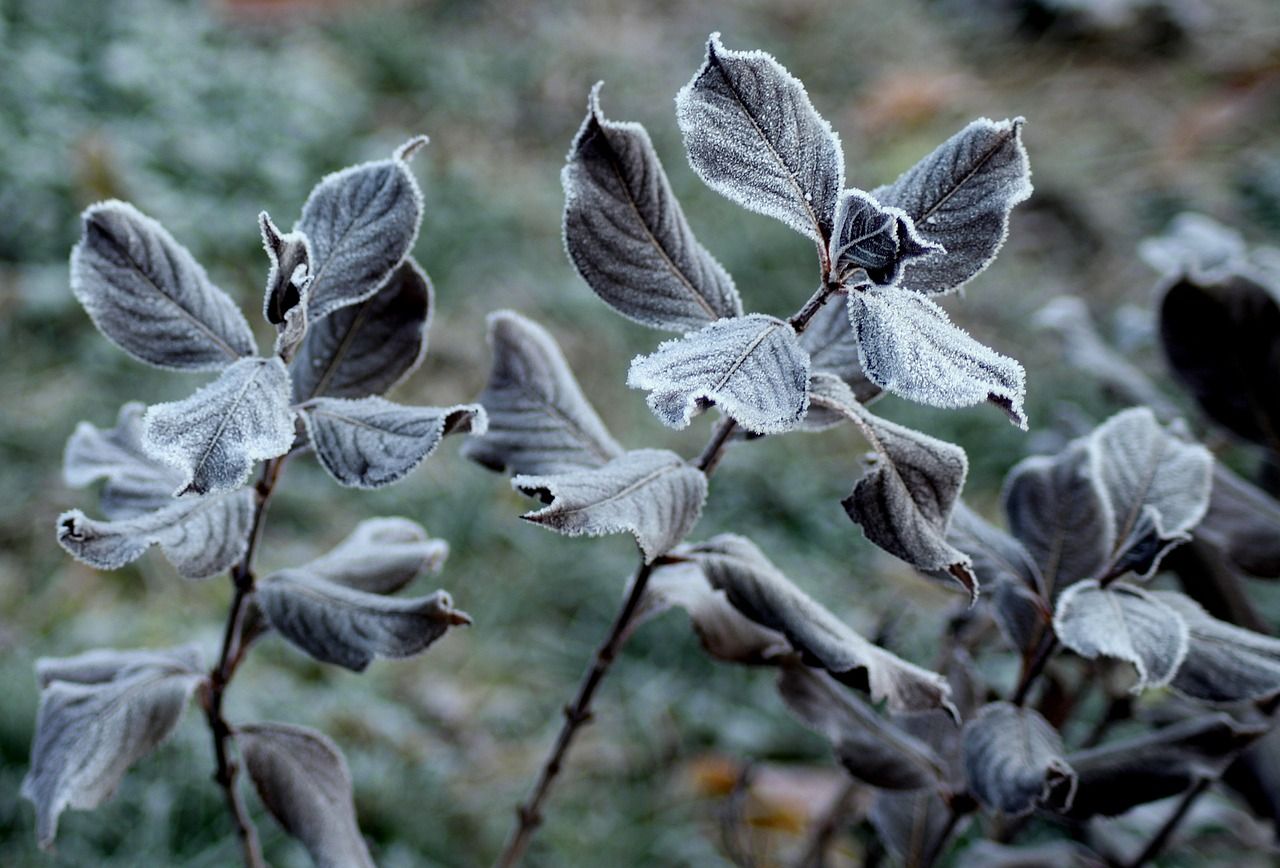 Met Éireann issues low temperature and ice warning