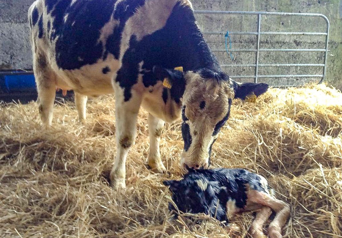 Johne's disease: Good management and hygiene must be top of agenda