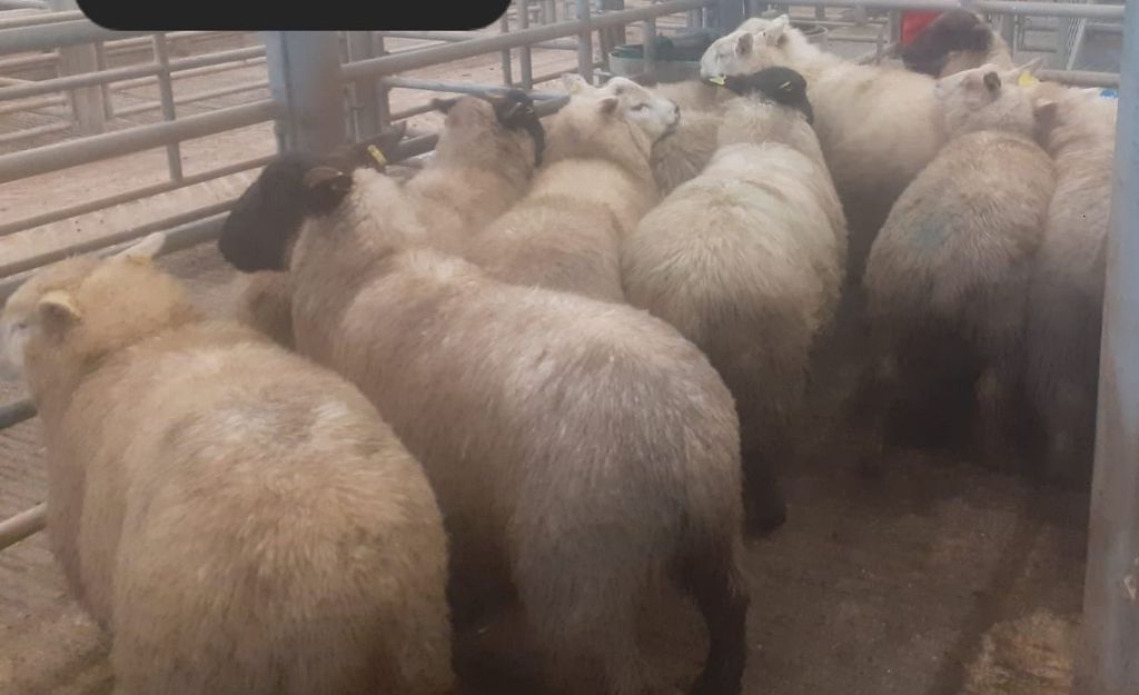 Butcher hoggets weighing 49kgs sold for €162/head Source: Cork Co-Op Marts