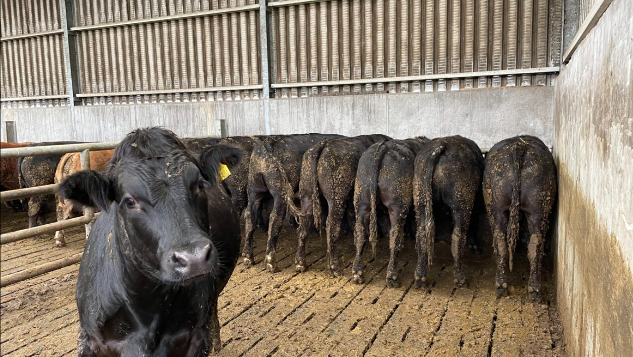 Factory quotes: Beef price offers steady at €90c/kg higher year-on-year