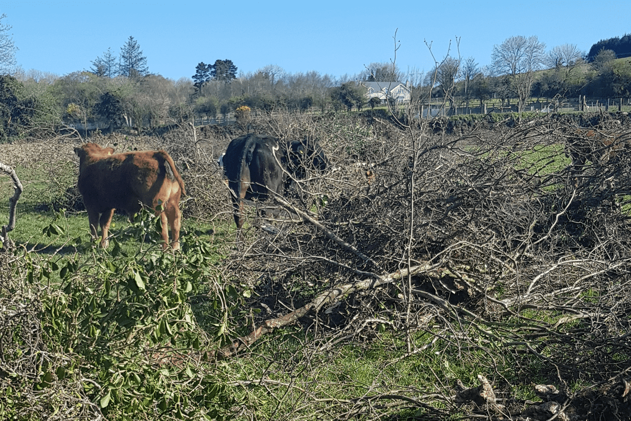 Man convicted and fined €2,000 for hedgerow destruction