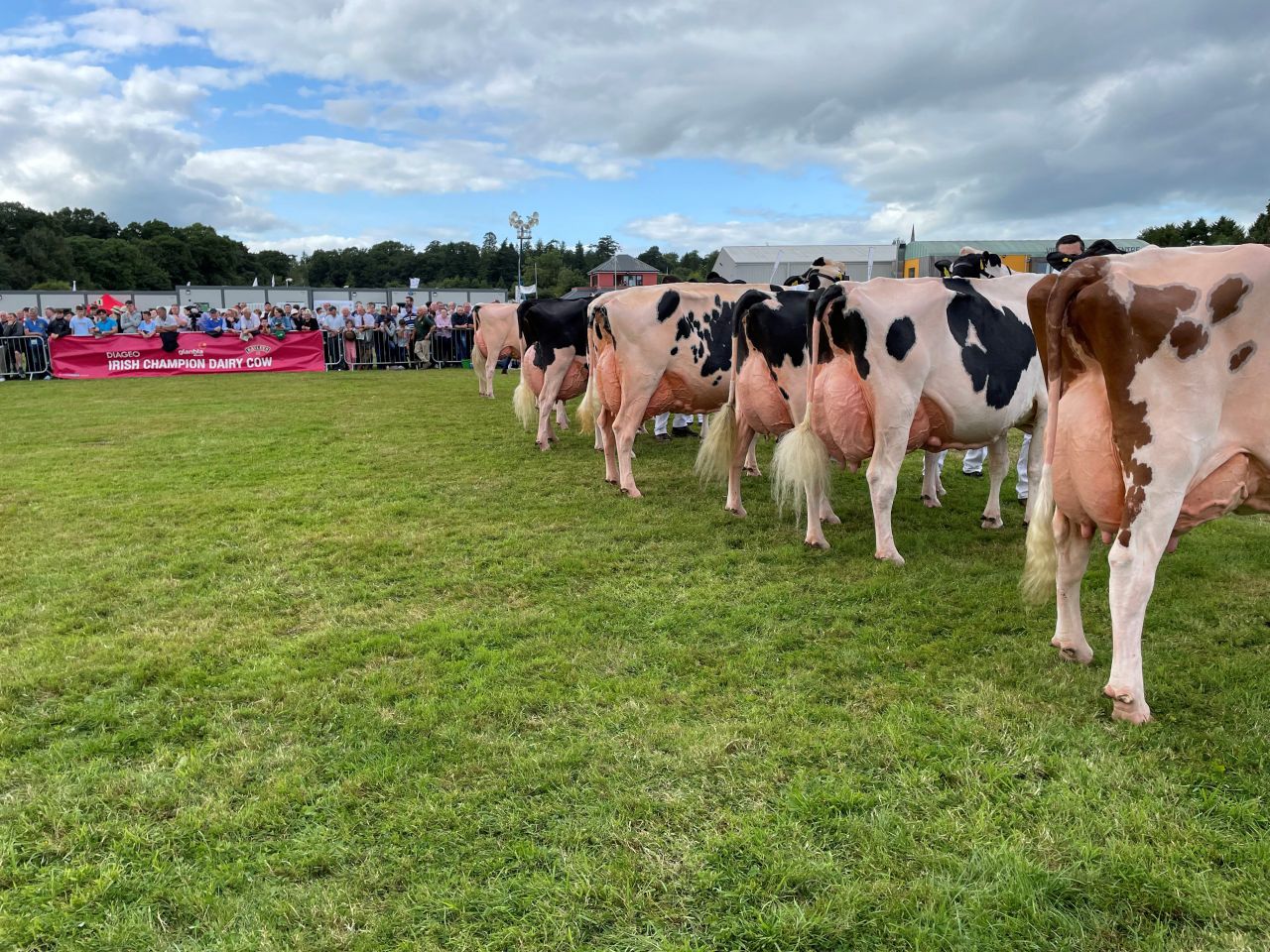 Baileys cow champion title goes to Co. Down