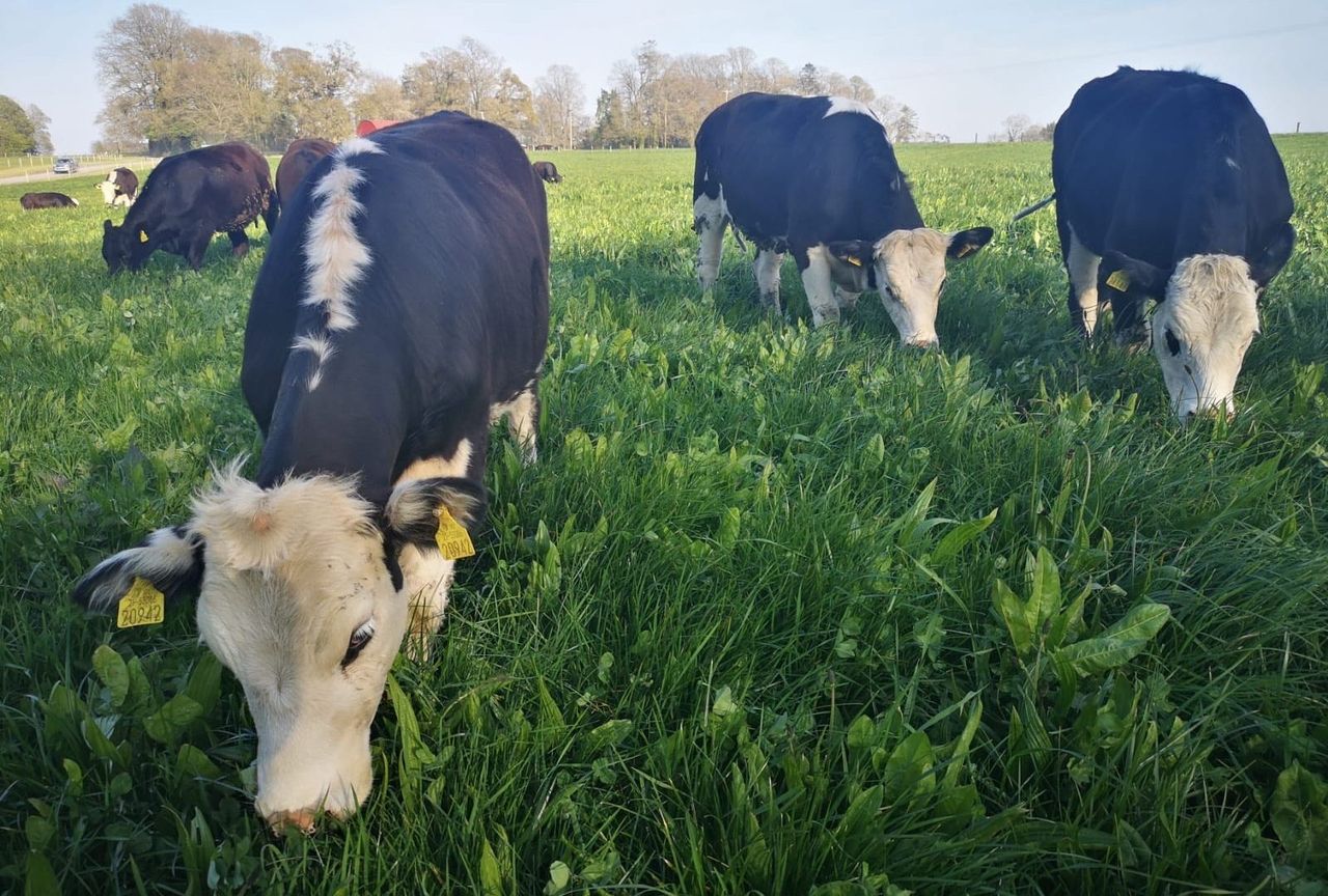 Beef Focus Revisit: Meath trial farm aims for ‘carbon-neutral’ beef