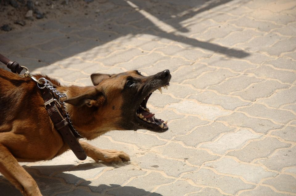 Council to act on dog control laws after meeting with sheep group