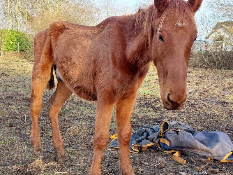 Kildare couple sentenced to 5 months in prison for horse cruelty