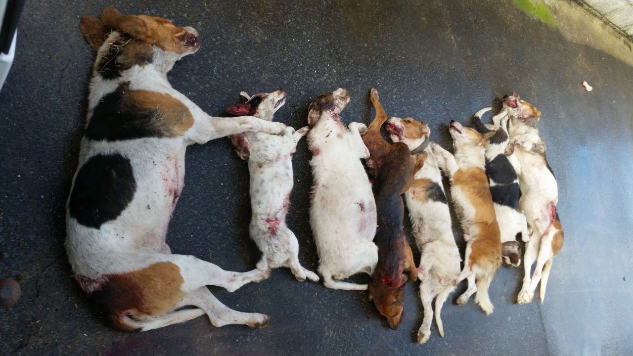 Eight dogs shot after Clare sheep attack