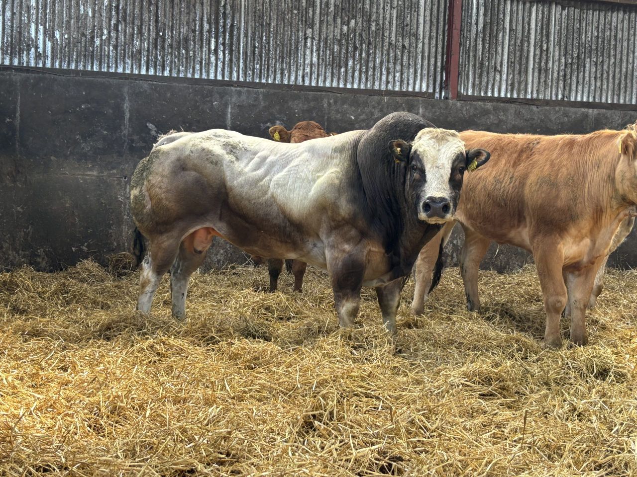 Beef focus: Less common sire breeds effective on Laois suckler-beef farm