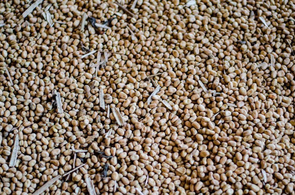 'Scope to increase the quantity of beans used in animal feedstuffs'