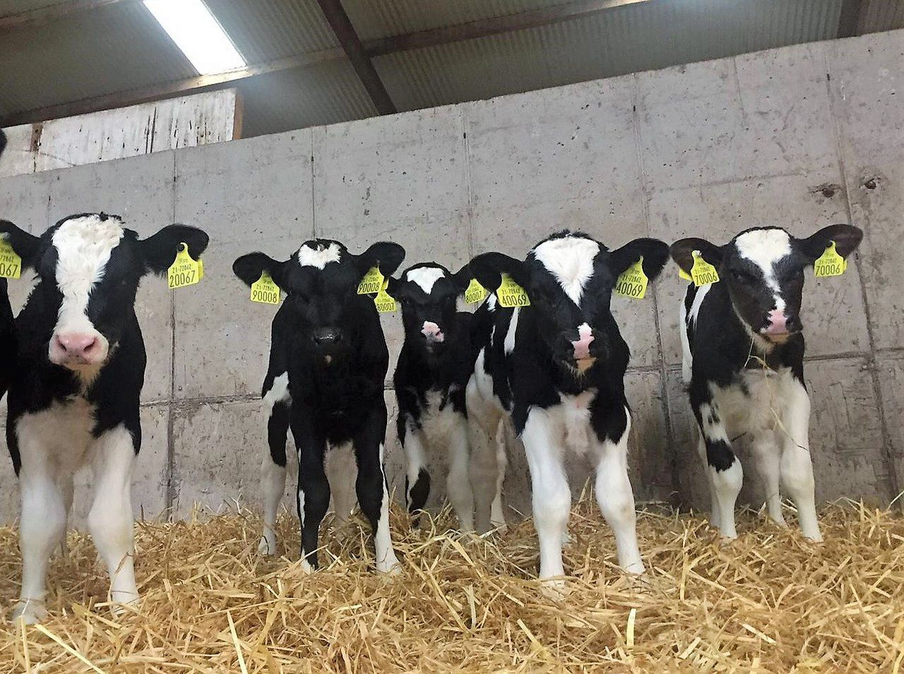 Fianna Fail 'alarmed by lack of urgency' in solving calf-export blockages