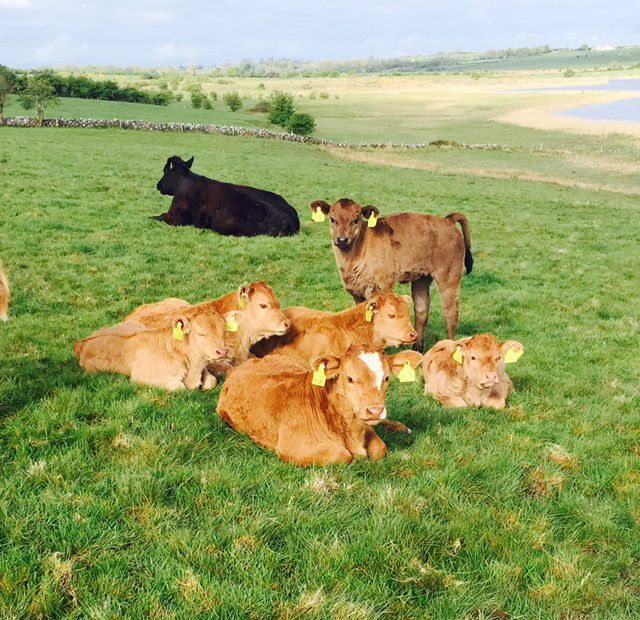 O'Neill calls on EU to support North's farmers