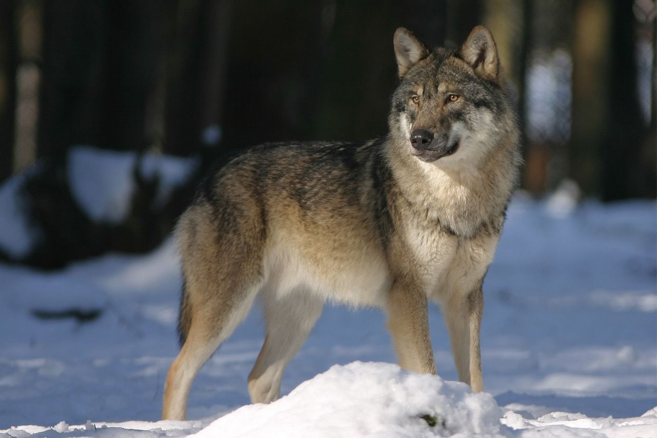 Wolves posing 'real danger' to livestock - EU Commission