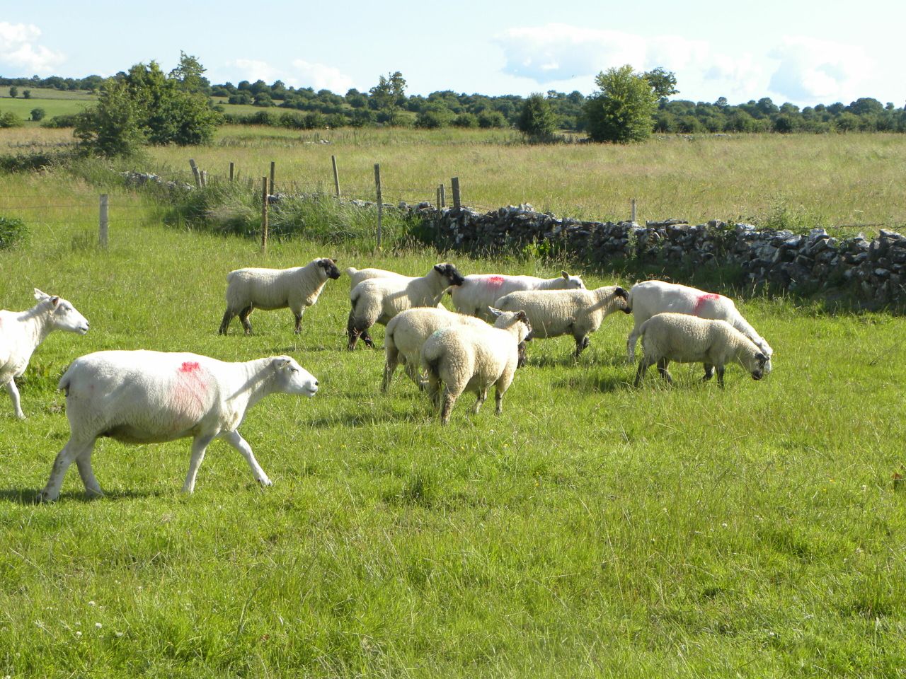'There is potential for UK lamb on the US market'