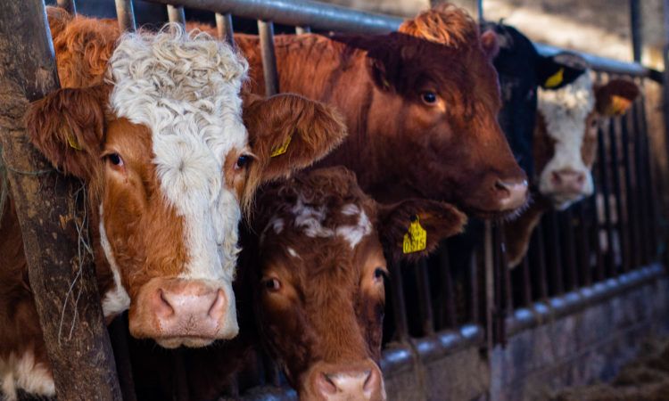 Throughput of beef cattle processed forecasted to decline in 2021