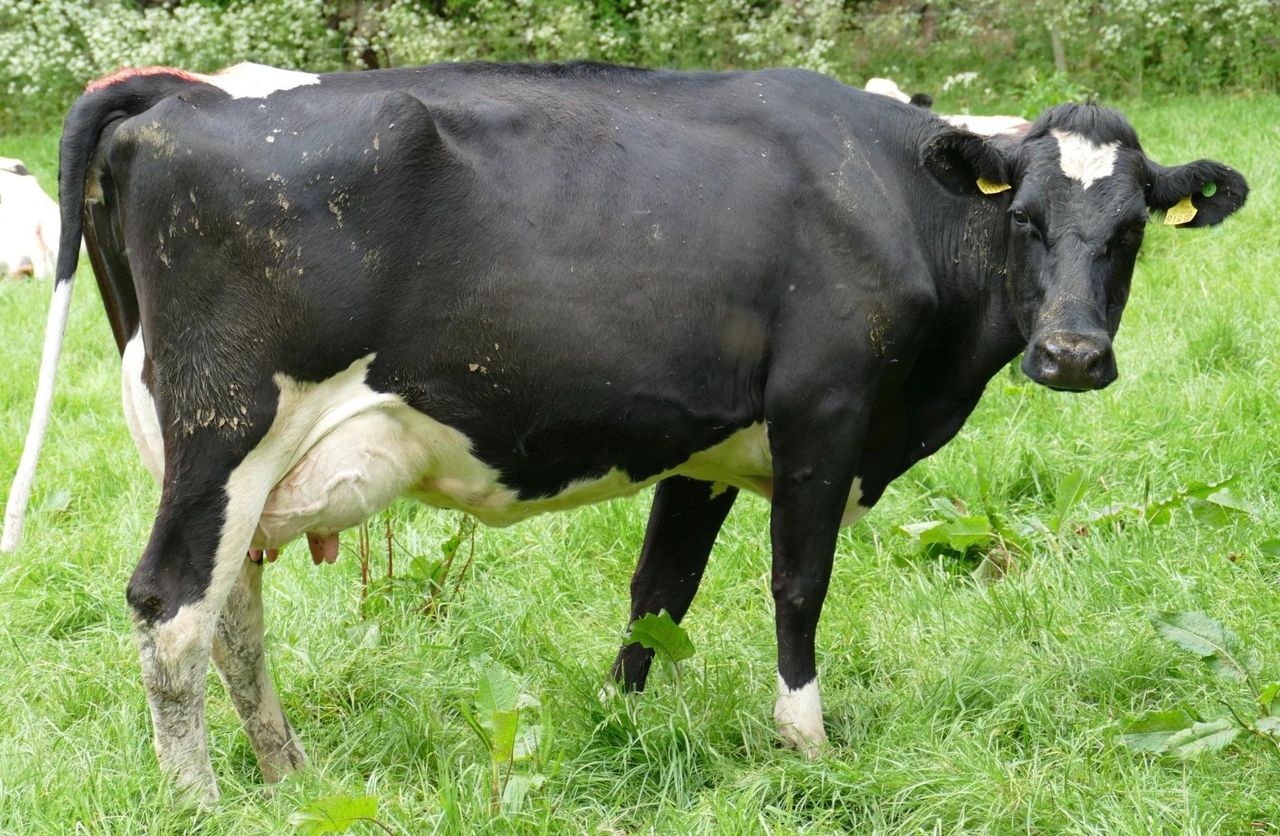 Greenhills reduction sale brings top price of €3,000