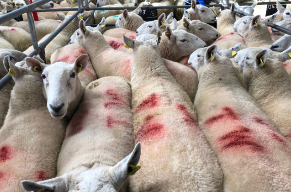 Sheep trade: Factories working through backlog, as kill jumps by over 15,000 head