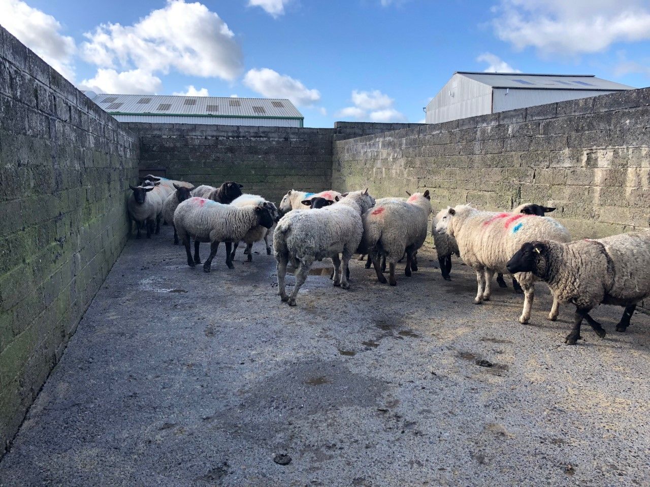 Sheep trade: Quotes hard to come by, as factories keep their cards close to their chest