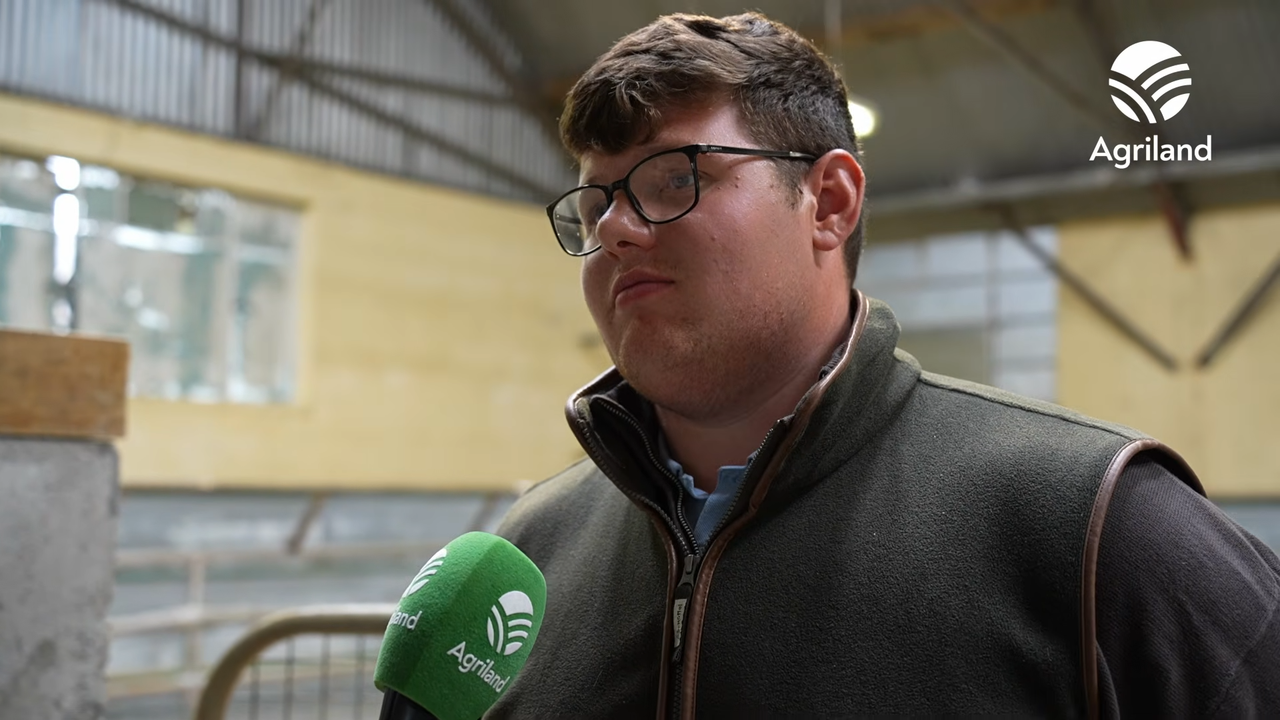 Trade steadies as buyers remain active at Blessington Mart