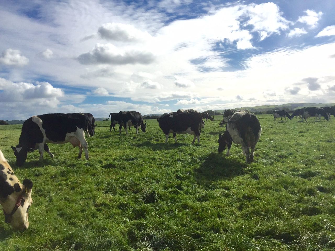 Are Irish dairy farms big enough to support additional labour?