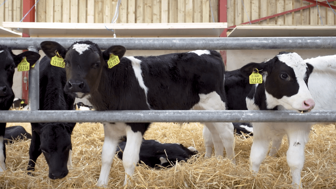 Poll results: 22% of dairy respondents to sell calves for export
