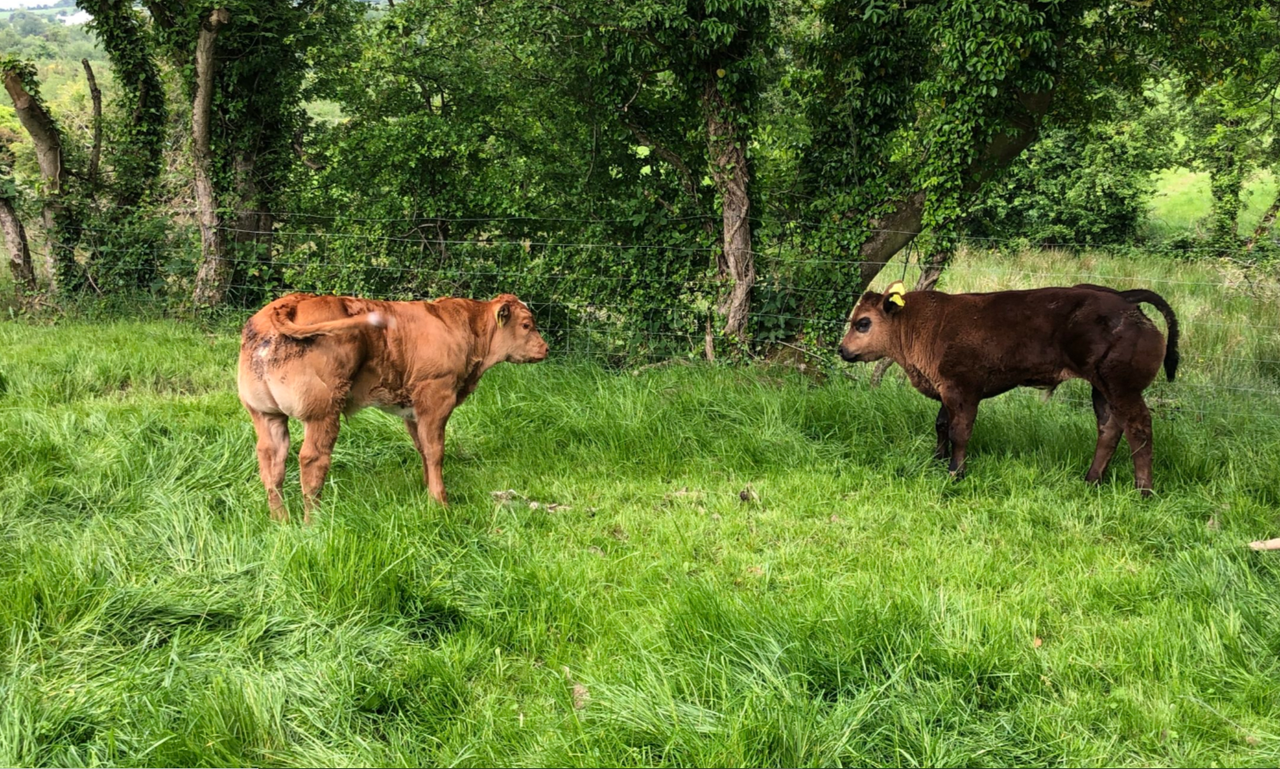 Explainer: Myostatin and its relevance to the suckler herd