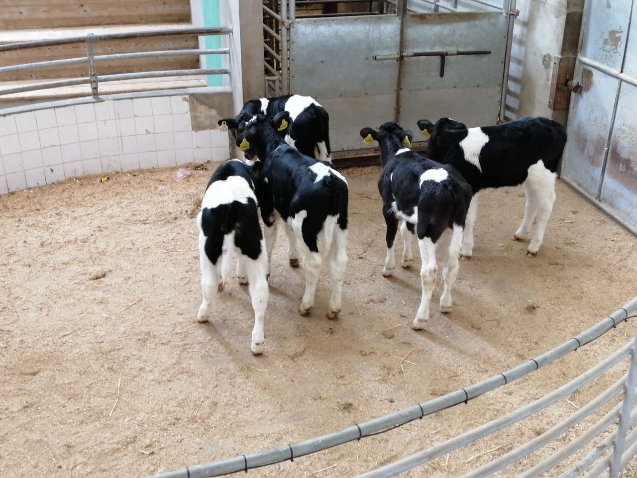 Friesian bull calves back in demand at Enniscorthy Mart