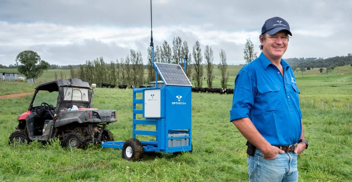 Remote, portable system can 'weigh' cattle while unattended