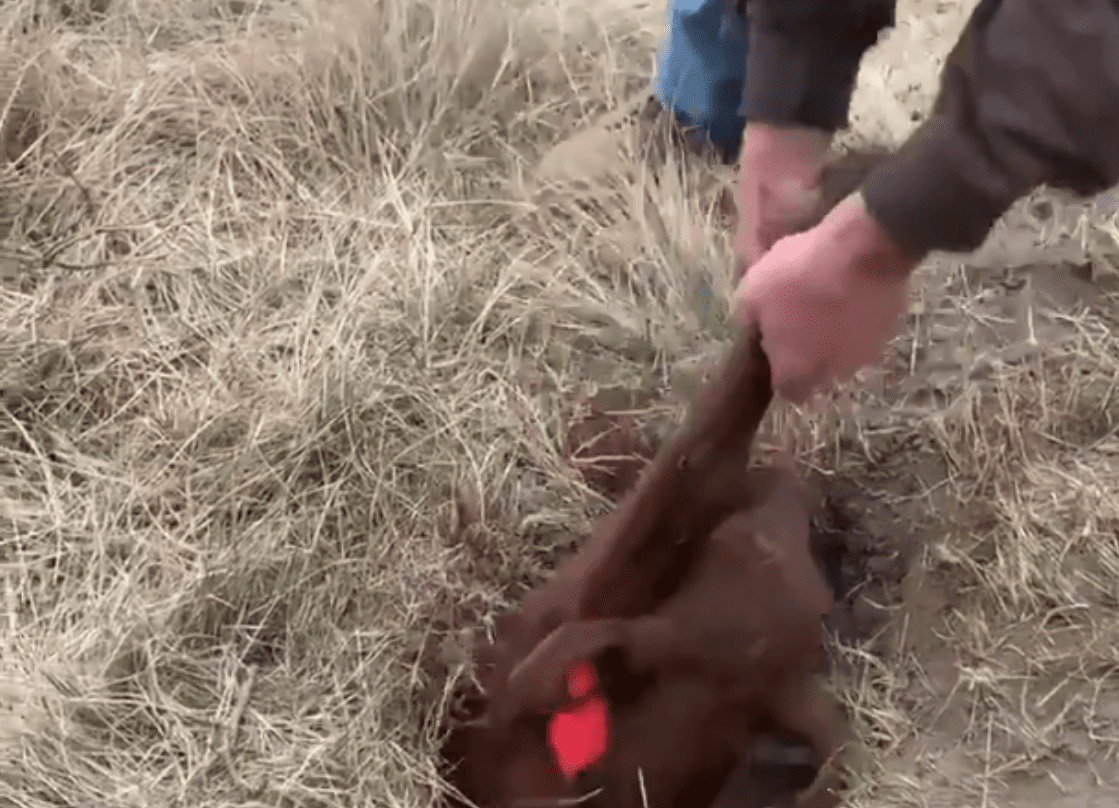 Farmer finds missing calf...buried in badger burrow