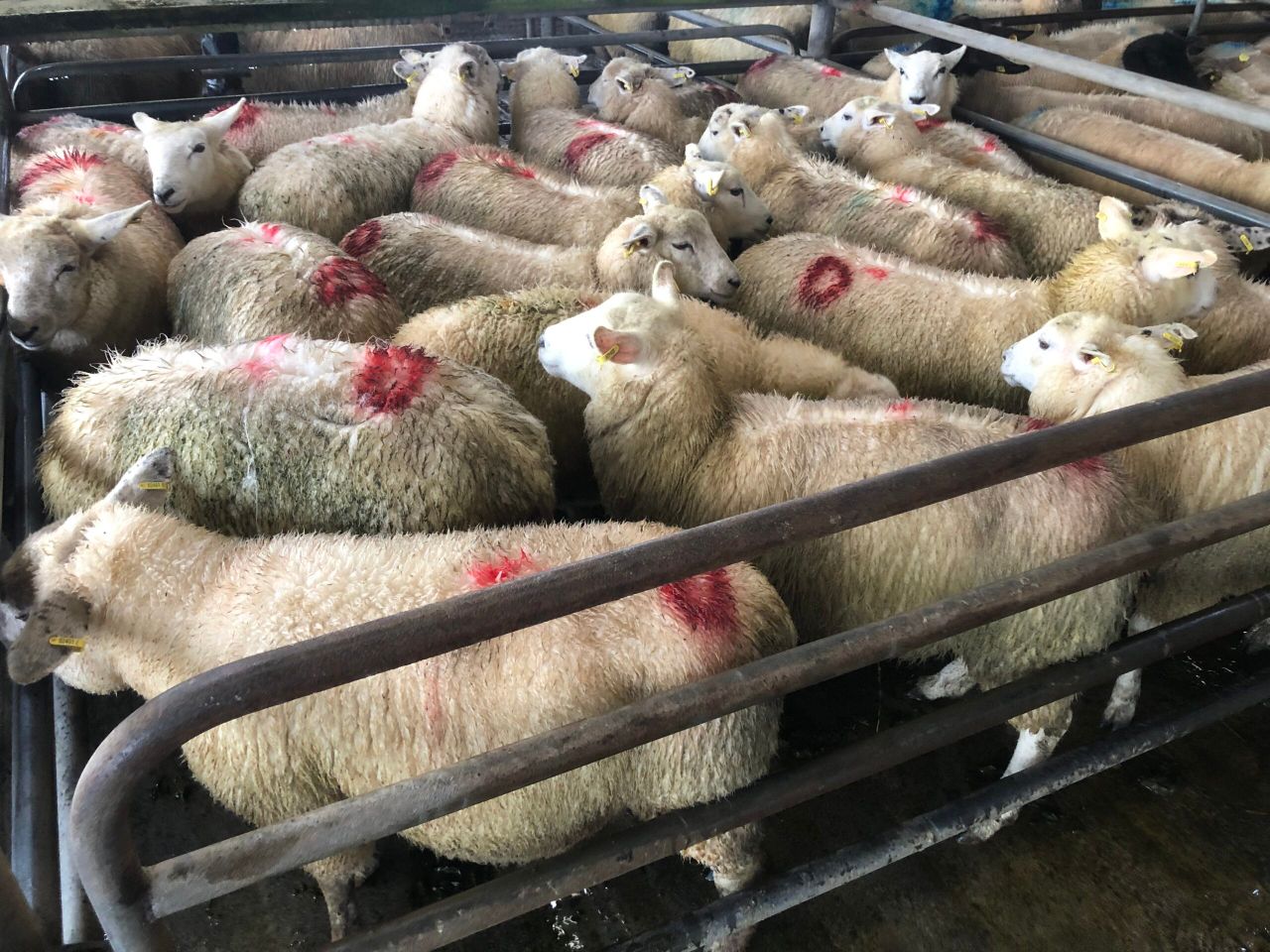 Light lambs still an issue in factories
