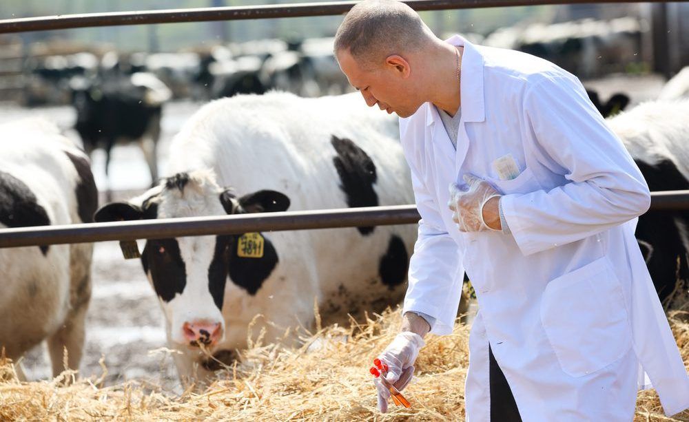 New study highlights 'essential yet often unseen' role of vets