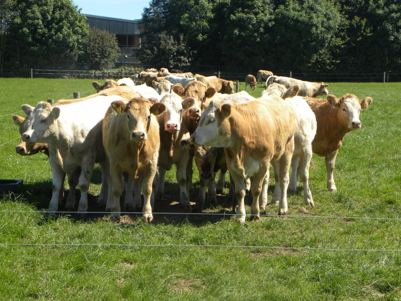 €10.5m paid out under TB Eradication scheme in 2013