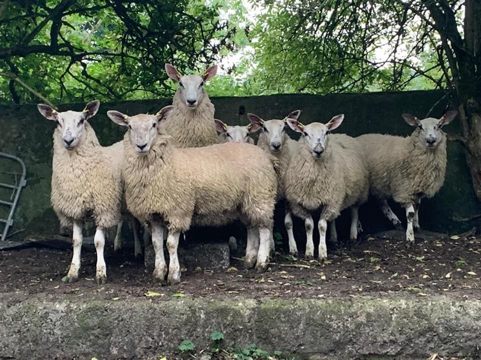 Carrick Prolific Ewe Lamb Breeders' Group sale set to take place this Saturday
