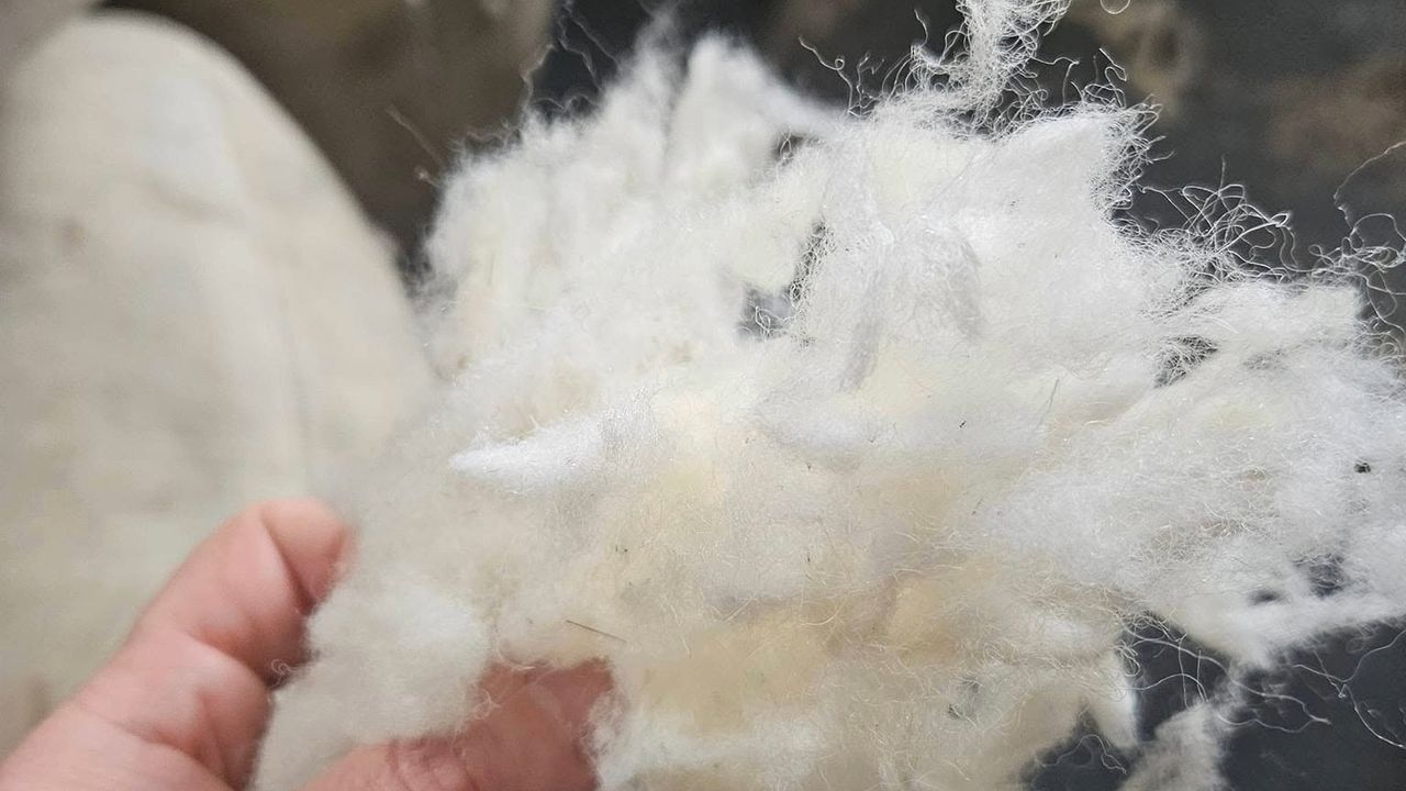Watch: Dooley Wool on the importance of farm traceability