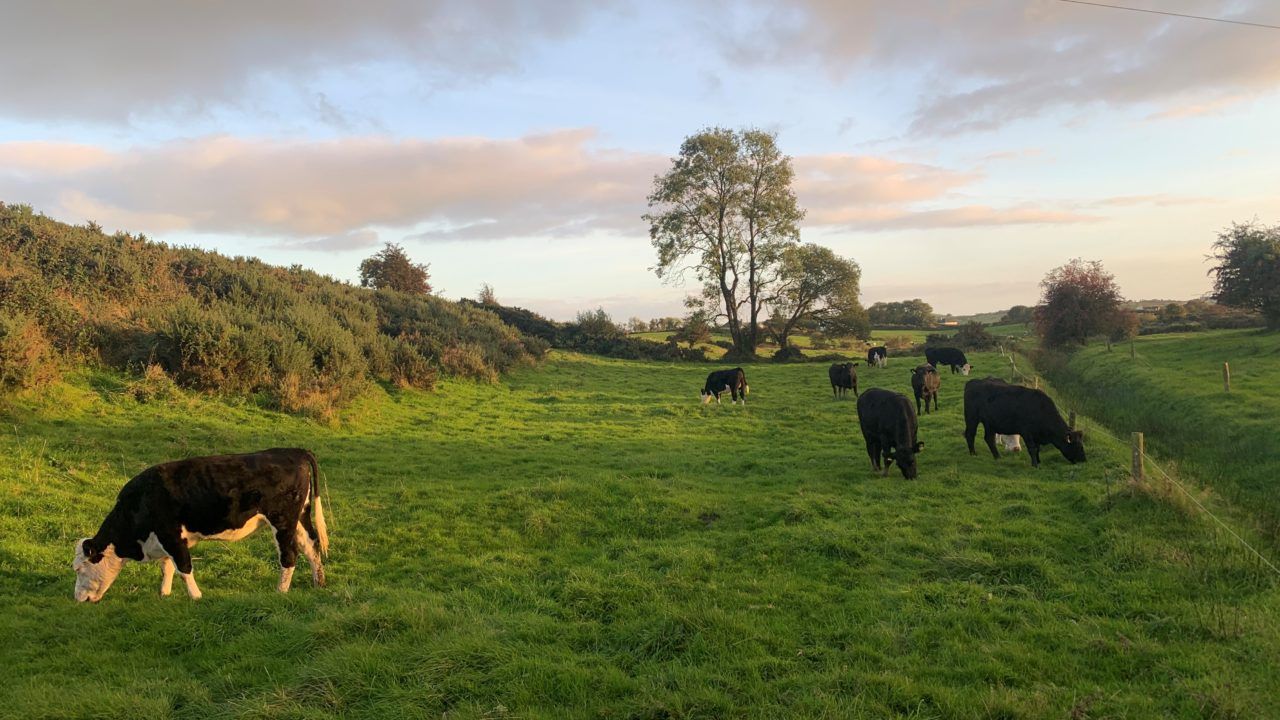 Teagasc Grange investigates mitigating GHG on beef farms