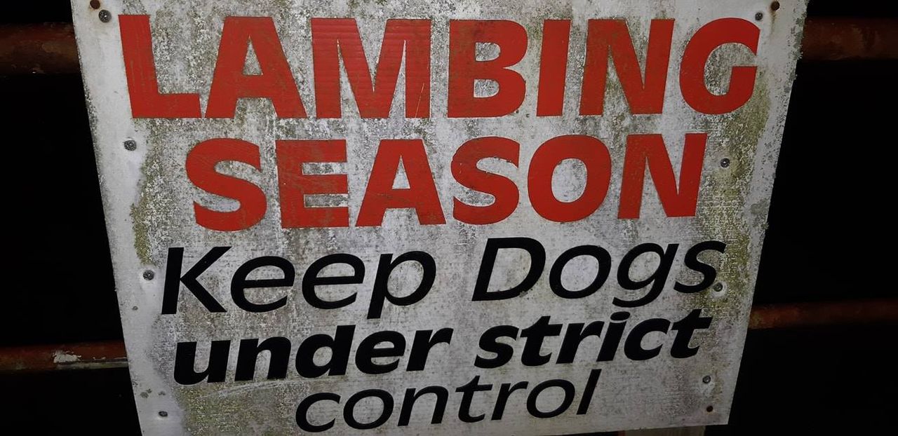 Investigations ongoing after 2 dogs attack sheep in Meath