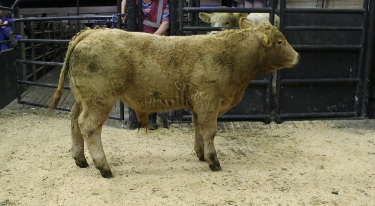 Mart report: Weanling bull prices surpass €6.20/kg at Ennis