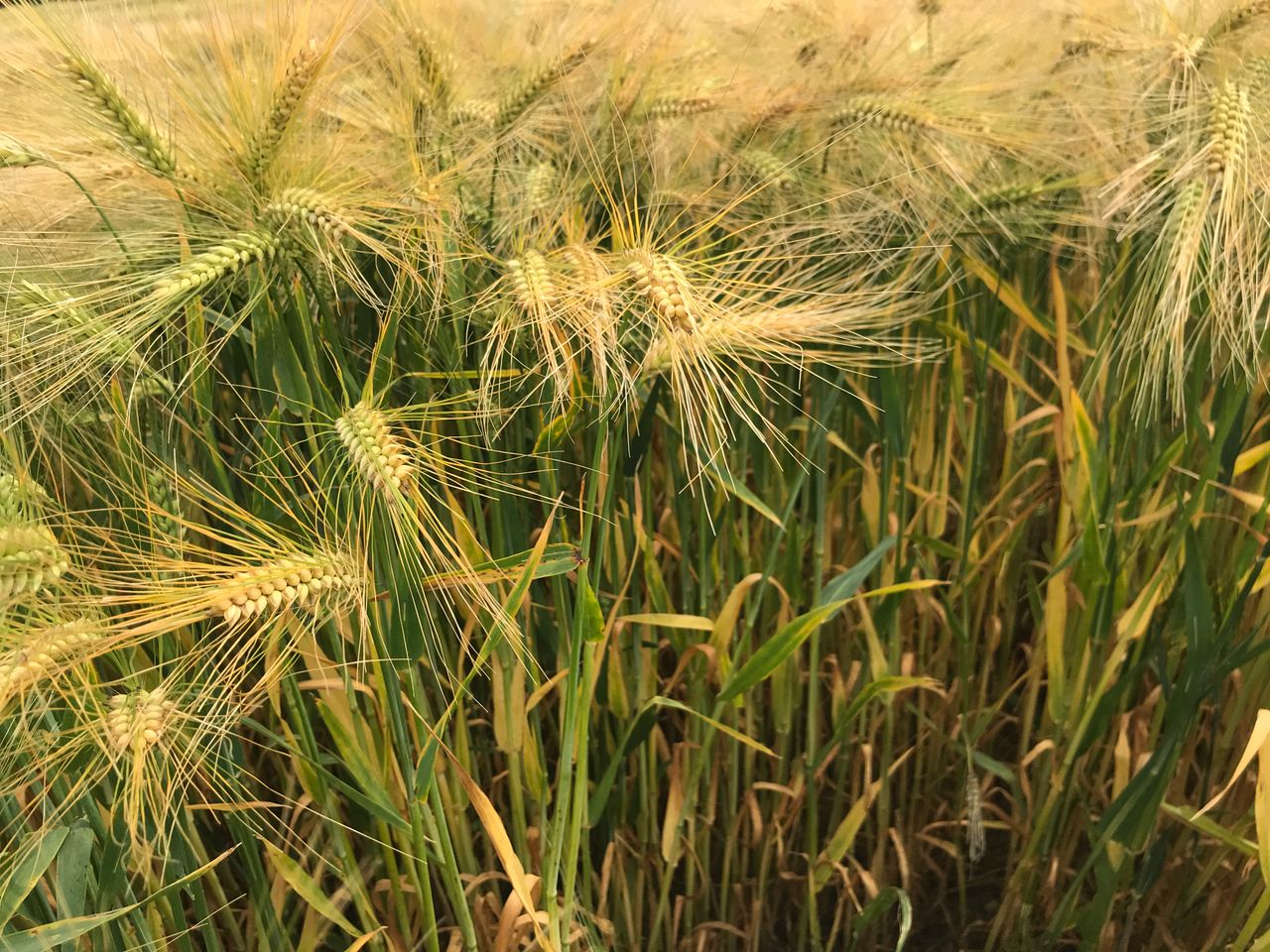 Patriotic winter barley varieties for autumn 2020