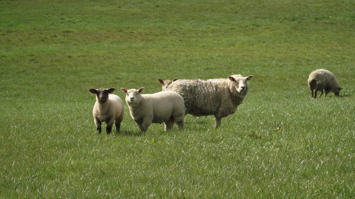 Green party calls for EID to be 'postponed or scrapped'