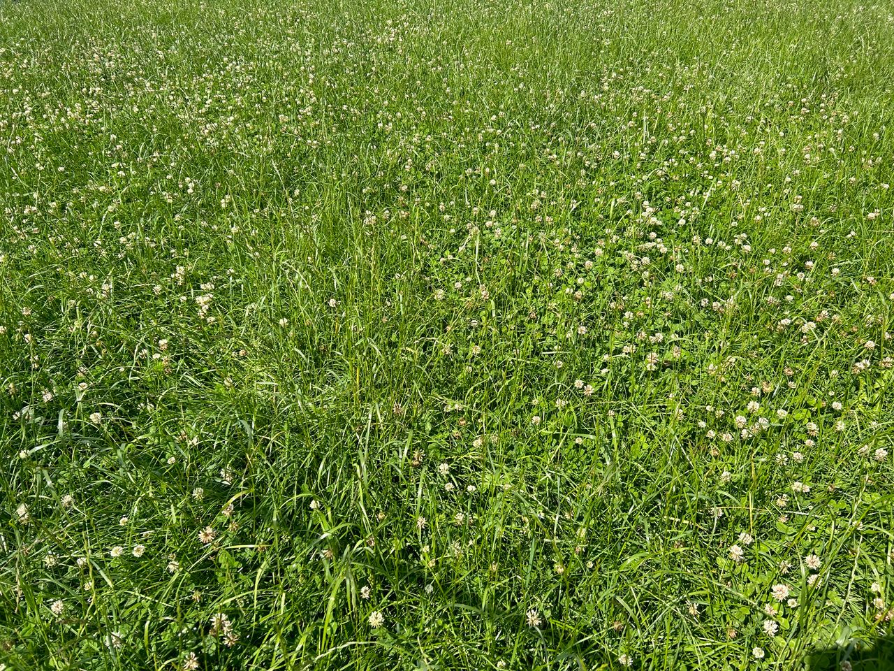 Pre-mowing: Is it worthwhile to correct grass quality issues?