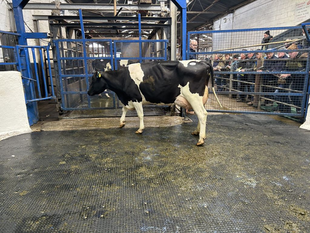 Lot 23: Greenhills Milkybar Sugar 2, EBI of €226 produced 626kg of MS in her third lactation sold for €3,300