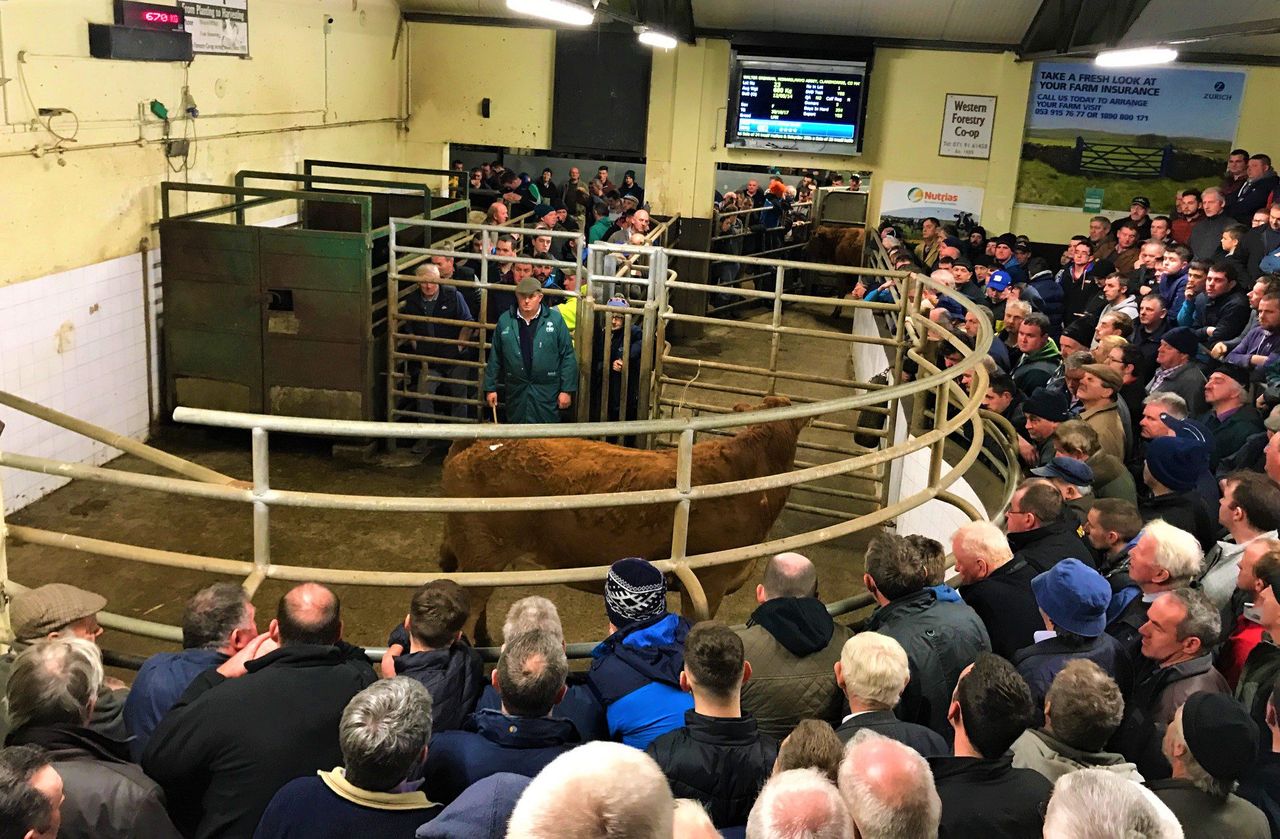 Irish co-op leaders set to gather to plan and safeguard for the future