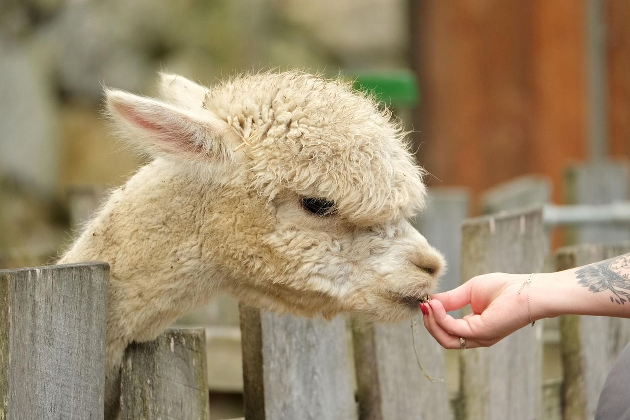 TB detected in an alpaca in south Co. Dublin